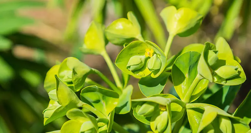 Hojas de euphorbia characias