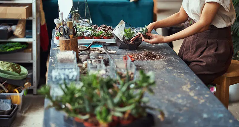 Florista experimentado plantando una joven Echeveria