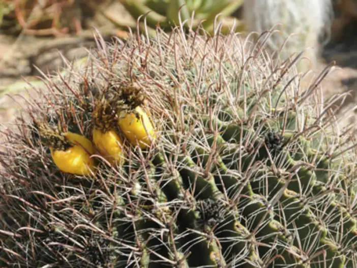 Suculentas comestibles saludables (Ferocactus)