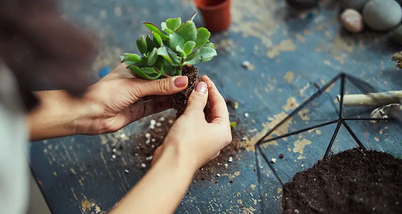 Decorador floral que prepara la Echeveria Subrigida