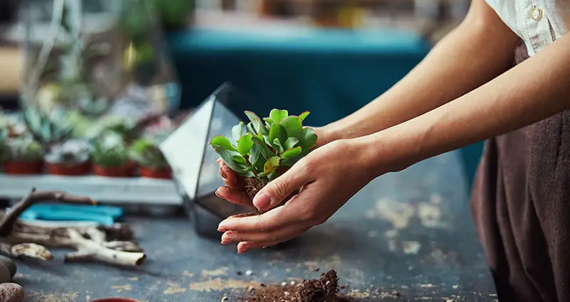 Diseñador floral que prepara la Echeveria Subrigida