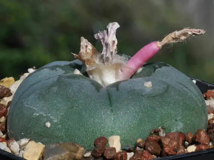 Lophophora williamsii - Fruta