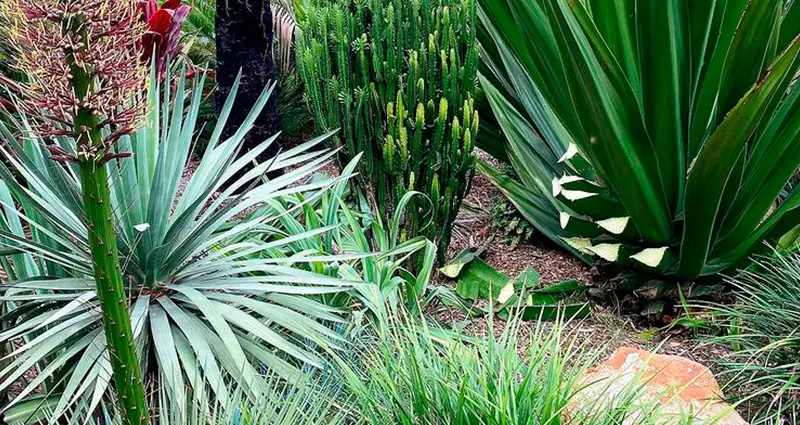 Furcraea foetida en el jardin de una casa