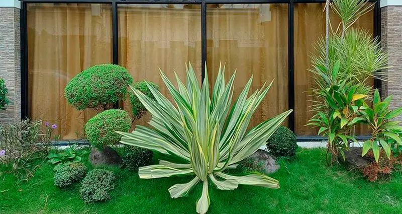 Furcraea foetida en el jardin de una casa