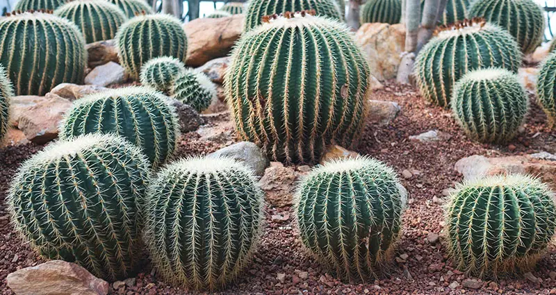 Desierto con golden barrel