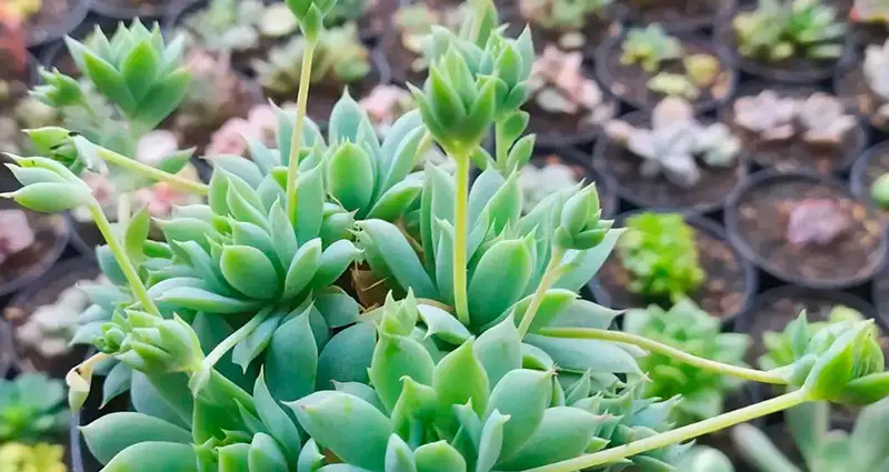 Primer plano de las hojas de la Graptopetalum paraguayense