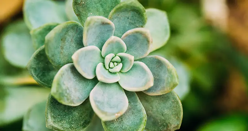 Primer plano de las hojas de la Graptopetalum paraguayense