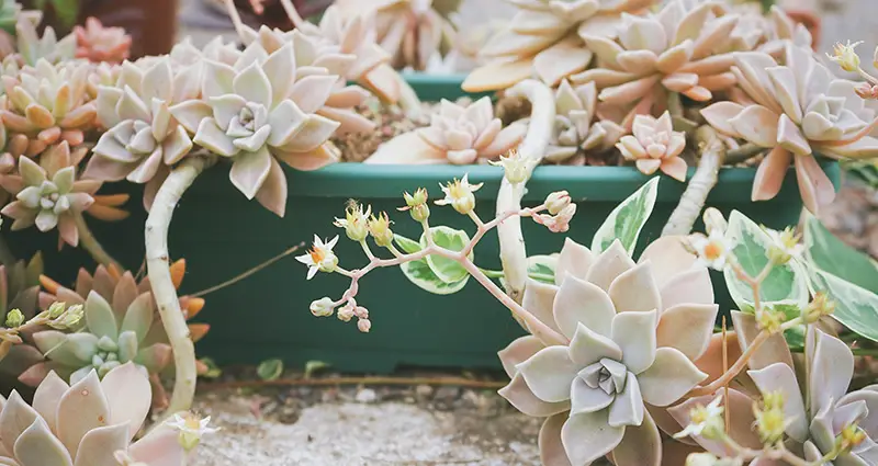 Primer plano de las hojas de la Graptopetalum paraguayense