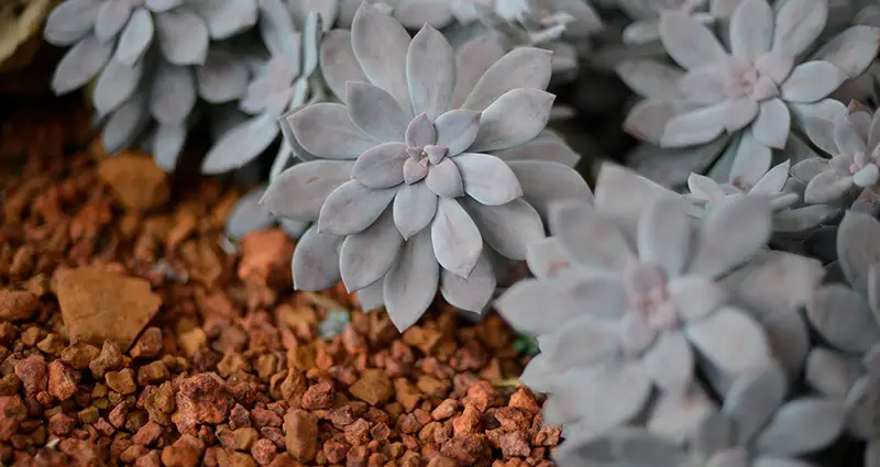 Primer plano de las hojas de la Graptopetalum paraguayense