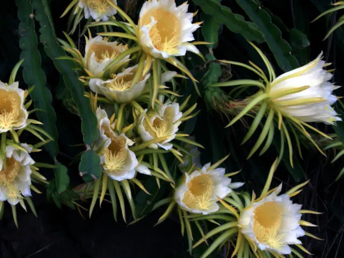 Hylocereus undatus