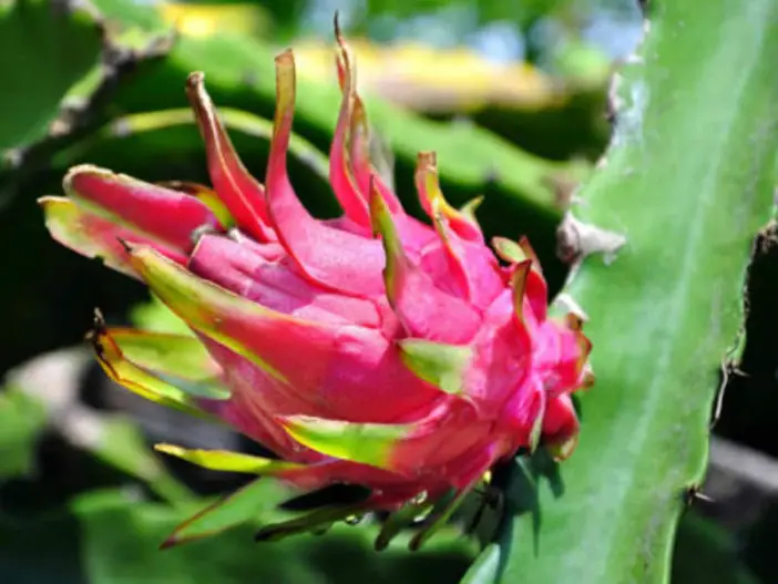 Suculentas comestibles saludables (Hylocereus undatus)