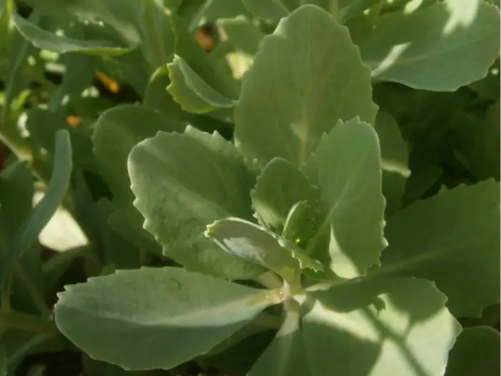 Suculentas comestibles saludables (Hylotelephium erythrostictum, también conocido como Sedum erythrostictum)