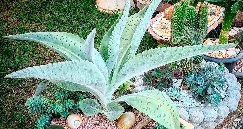 Fotografia del kalanchoe gastonis bonnieri en un jardin