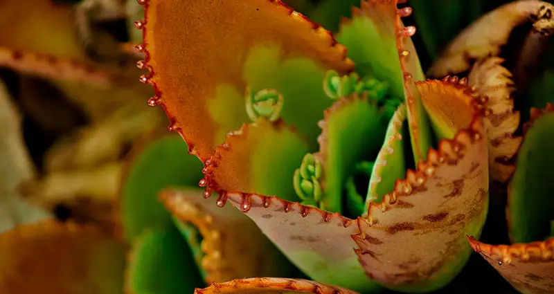 kalanchoe pinnata