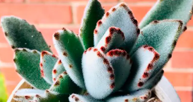 Primer plano de kalanchoe blossfeldiana