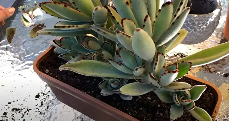 Planta Kalanchoe tomentosa