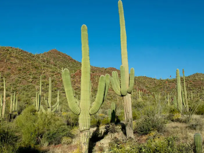 leyenda del cactus