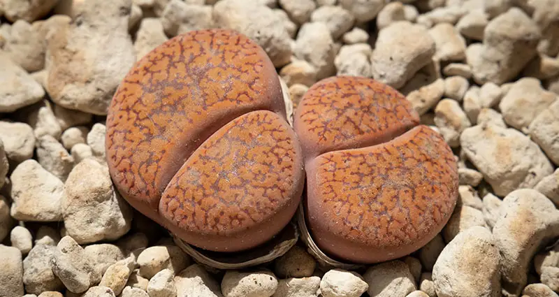 Lithops 2