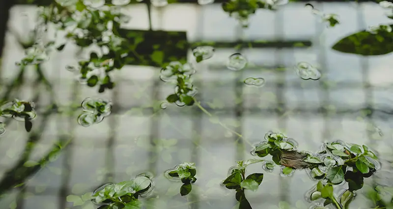 ludwigia en el agua