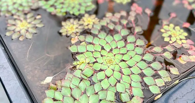 ludwigia en el agua