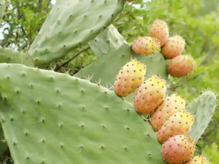 Suculentas comestibles saludables (Opuntia)