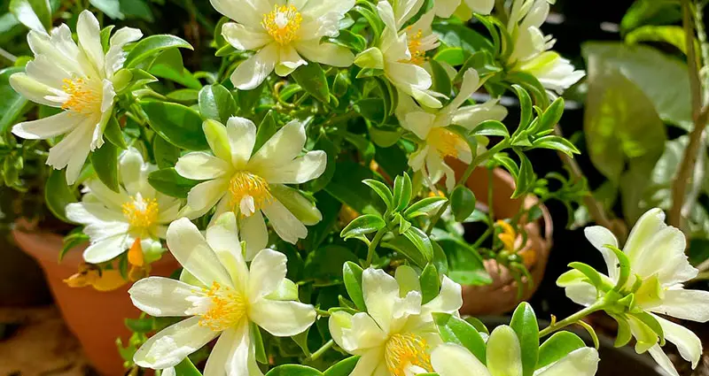 Flores amarillas de las Pereskia Aculeata