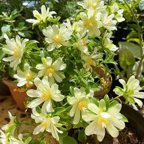 flores de pereskia