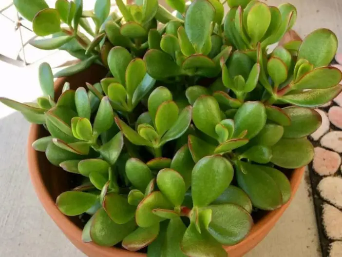 Hojas cayendo de mi planta de jade