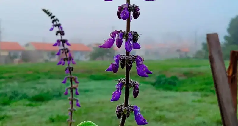 Campo con el tallo de un plectranthus