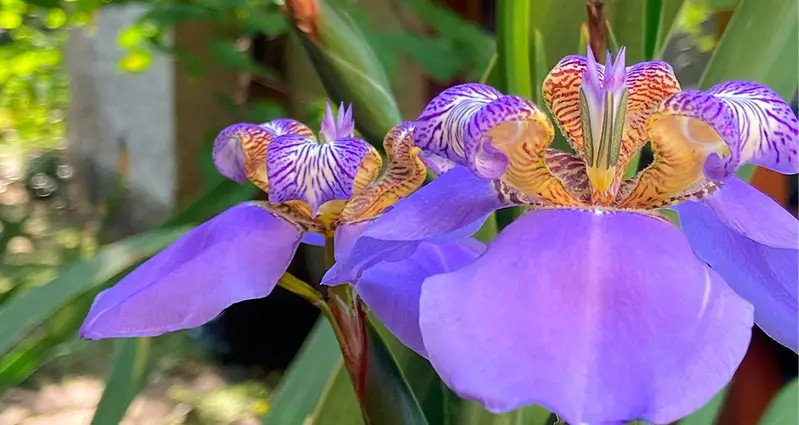 Primer plano de una flor de plectranthus