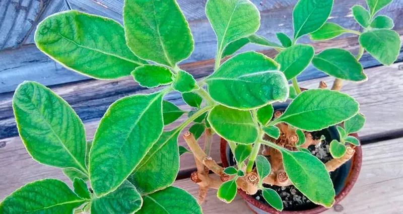 Hojas de plectranthus barbatus