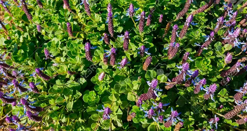 plantacion de plectranthus