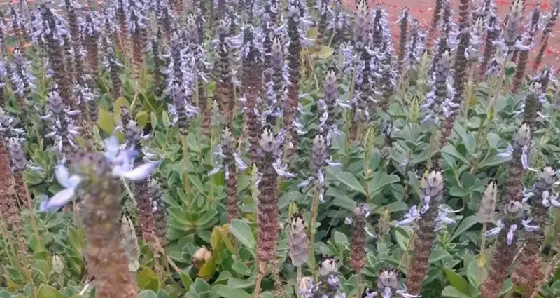 plantacion de plectranthus