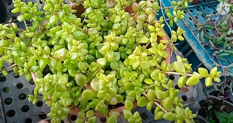 Hojas de plectranthus