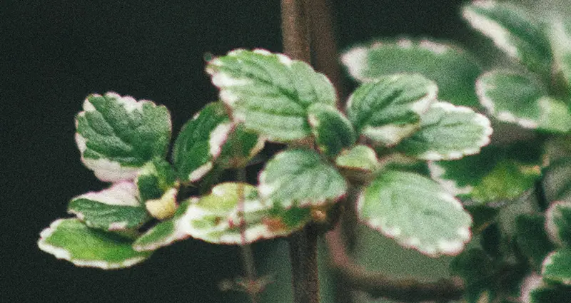 Hojas de plectranthus