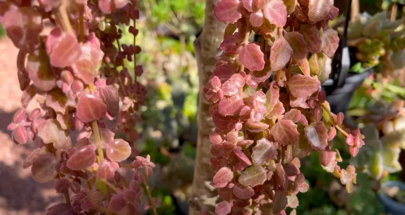 Primer plano del plectranthus