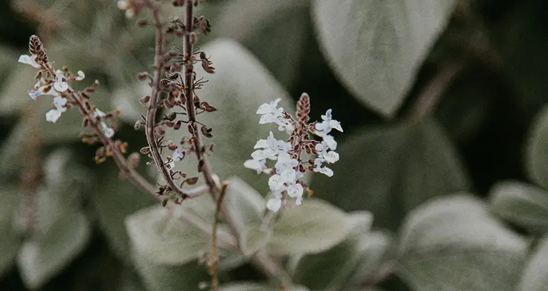 Primer plano del plectranthus