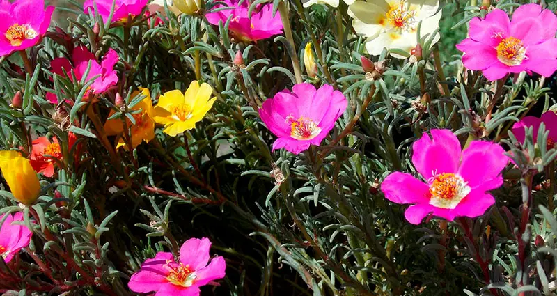 Primer plano de la flores de una Portulaca grandiflora