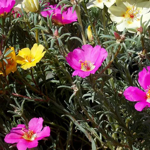 Hojas de portulaca