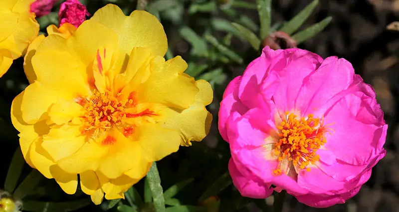 Primer plano de las flores rosas y amarillas de la Portulaca grandiflora