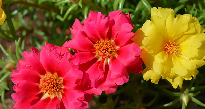 hojas de portulaca