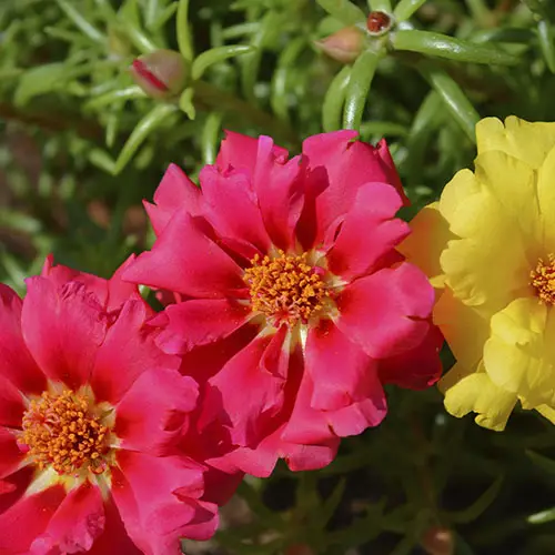 Flores de portulaca