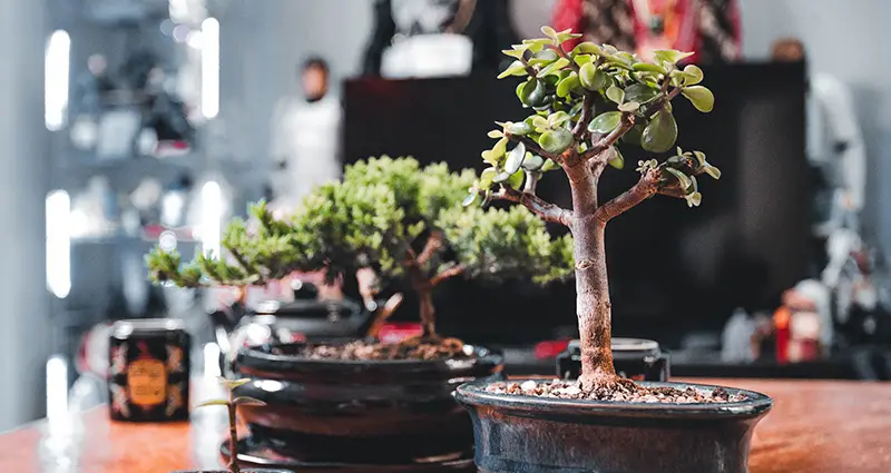 Bonsai de portulacaria Afra