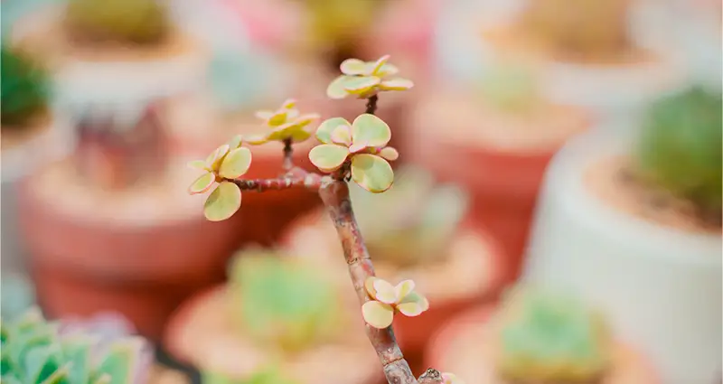 Primer plano de portulacaria