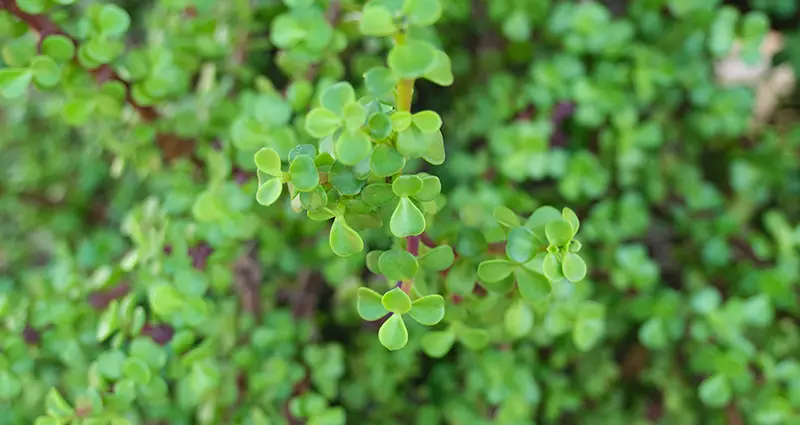 Primer plano de la Portulaca grandiflora