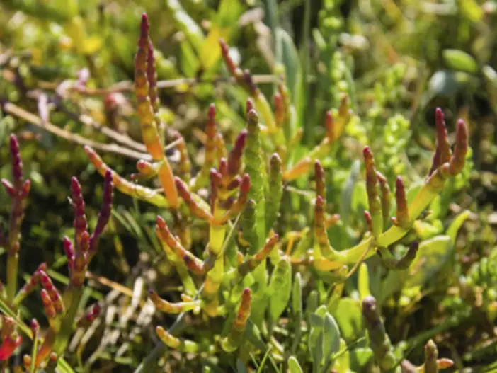 Suculentas comestibles saludables (glasswort)