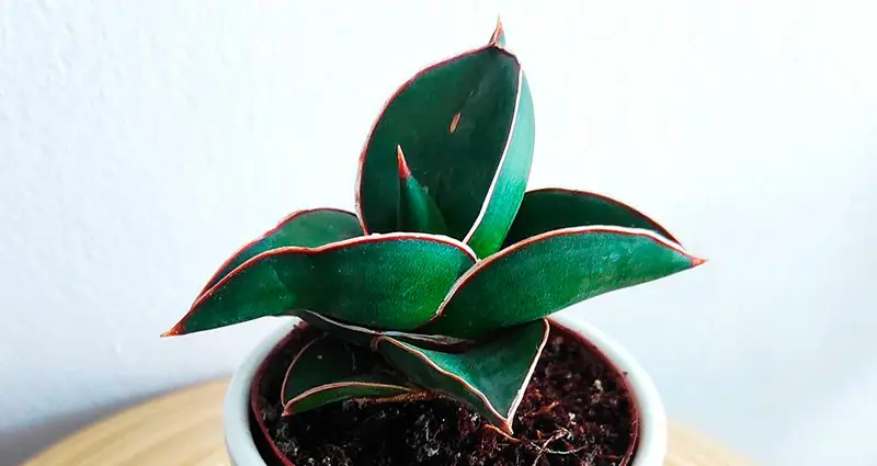 Primer plano de una sansevieria