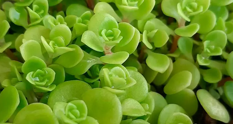 Primer plano de las hojas de la Sedum makinoi