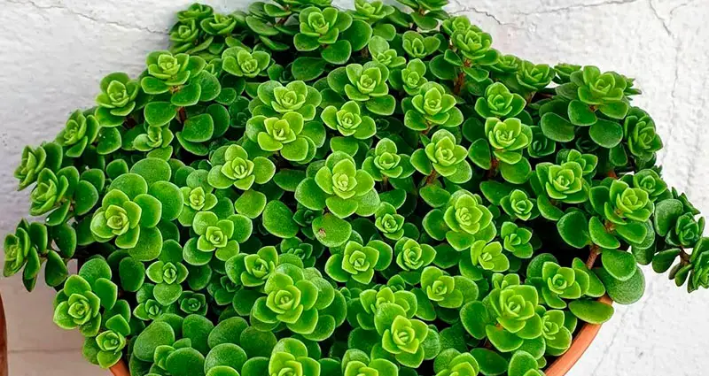 Planta de Sedum makinoi