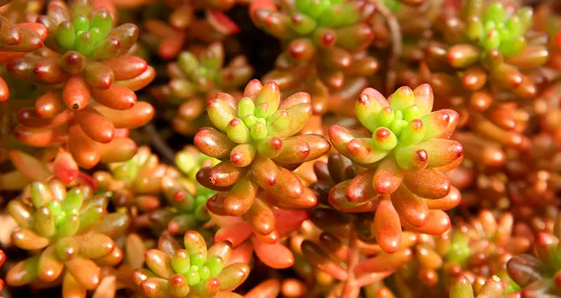 Primer plano de Sedum Rubrotinctum